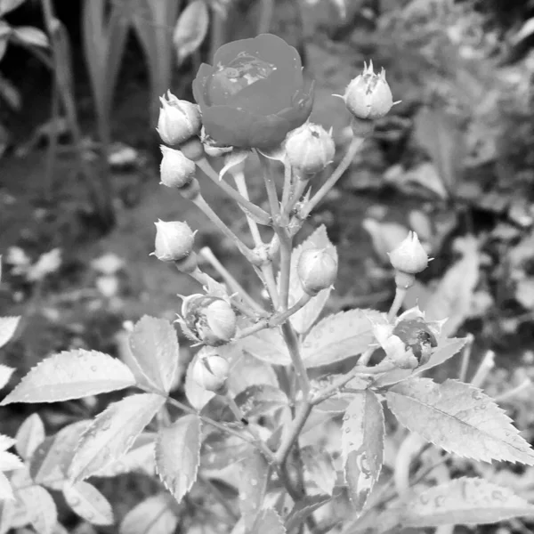 Букет Диких Квітів Колючки Троянди Квітучі Саду Природним Листям Букет — стокове фото