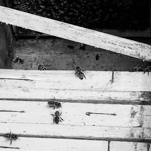 Winged Bee Slowly Flies Beehive Collect Nectar Private Apiary Live — Stockfoto