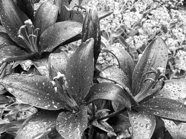 Nilüfer çiçekleri bahçede doğal yapraklarla çiçek açıyor, kır bahçesine çiçek açan kır çiçekleri, büyük sokak bahçesinde çiçek açan kır çiçekleri.