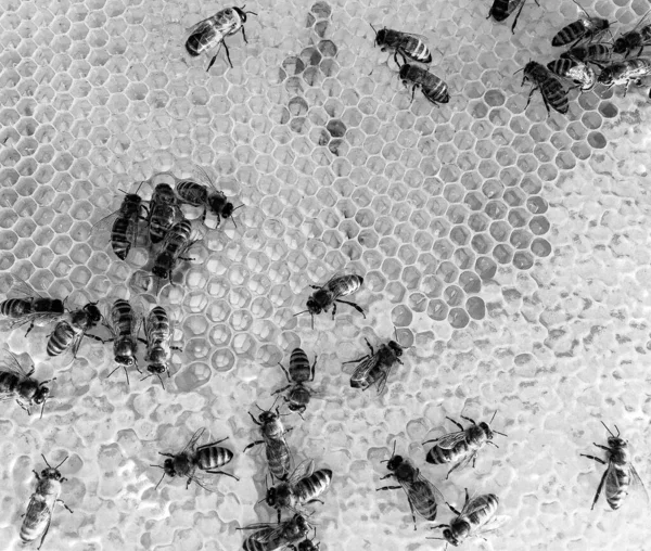 Абстрактная Шестиугольная Структура Соты Пчелиного Улья Наполненные Золотым Медом Сотовая — стоковое фото