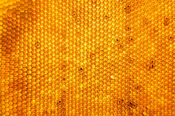 Gota Mel Abelha Gotejamento Favos Mel Hexagonais Preenchidos Com Néctar — Fotografia de Stock