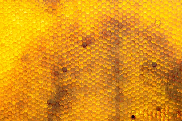 Gota Miel Abeja Goteo Panales Hexagonales Llenos Néctar Dorado Panales — Foto de Stock