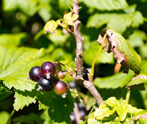 Photography Theme Beautiful Bush Berry Black Currant Natural Leaf Sky — Stock Photo, Image