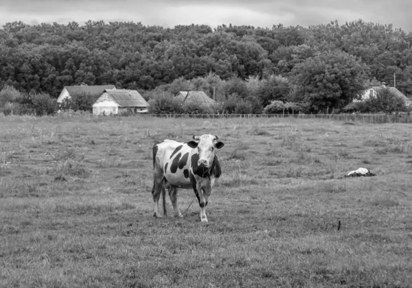 Photography Theme Beautiful Big Milk Cow Grazes Green Meadow Blue — Foto Stock