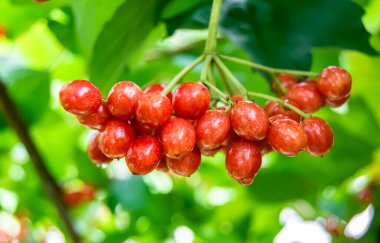 Tema üzerine fotoğraf: Güzel ekşi dut viburum, temiz gökyüzü altında doğal doku, kırsal alanda birçok ekşi dut viburum, büyük doğa bahçesinde ekşi çilek viburum.