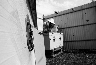 Kanatlı arı yavaşça uçar ve canlı çiçeklerden özel arı kovanına nektar toplar. Arı kovanından, arı kovanından, arı bacağındaki çiçek tozundan, arılara yakın planda arı kovanından oluşan arı kovanından.