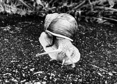 Islak yolda sürünen kabuklu büyük bahçe salyangozu çabuk eve gel, salyangoz Helix, vücudu korumak için sarmalanmış lezzetli yiyeceklerden oluşur, balçık kabuklu doğal hayvan salyangozu, besleyici krema yapar.