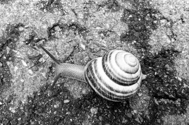 Islak yolda sürünen kabuklu büyük bahçe salyangozu çabuk eve gel, salyangoz Helix, vücudu korumak için sarmalanmış lezzetli yiyeceklerden oluşur, balçık kabuklu doğal hayvan salyangozu, besleyici krema yapar.