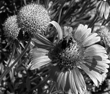Kanatlı arı yavaşça bitkiye uçar, çiçekten özel arı kovanına bal için nektar toplar, güzel çiçeklerden oluşan bal tokası, arıların bacaklarında sarı polen, tatlı bal nektarı.