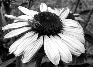 Kanatlı arı yavaşça bitkiye uçar, çiçekten özel arı kovanına bal için nektar toplar, güzel çiçeklerden oluşan bal tokası, arıların bacaklarında sarı polen, tatlı bal nektarı.