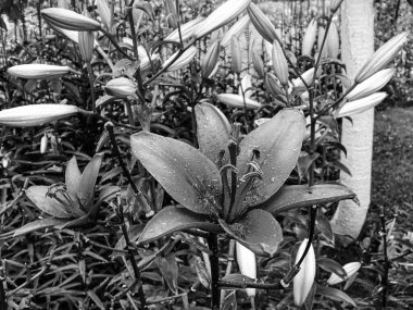 Nilüfer çiçekleri bahçede doğal yapraklarla çiçek açıyor, kır bahçesine çiçek açan kır çiçekleri, büyük sokak bahçesinde çiçek açan kır çiçekleri.