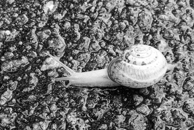 Islak yolda sürünen kabuklu büyük bahçe salyangozu çabuk eve gel, salyangoz Helix, vücudu korumak için sarmalanmış lezzetli yiyeceklerden oluşur, balçık kabuklu doğal hayvan salyangozu, besleyici krema yapar.