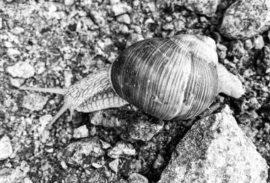 Islak yolda sürünen kabuklu büyük bahçe salyangozu çabuk eve gel, salyangoz Helix, vücudu korumak için sarmalanmış lezzetli yiyeceklerden oluşur, balçık kabuklu doğal hayvan salyangozu, besleyici krema yapar.