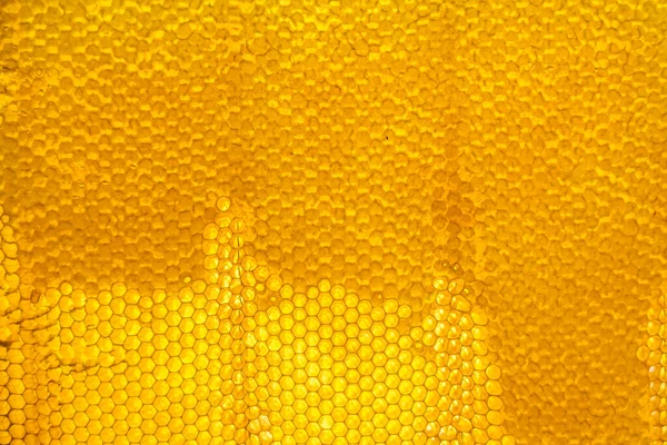 Drop Bee Honey Drip Hexagonal Honeycombs Filled Golden Nectar Honeycombs — Stockfoto