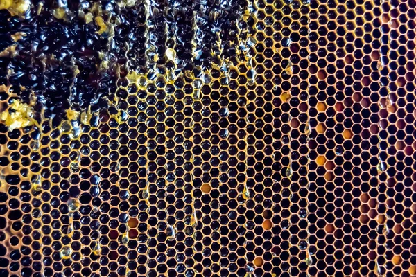 Gota Miel Abeja Goteo Panales Hexagonales Llenos Néctar Dorado Panales — Foto de Stock