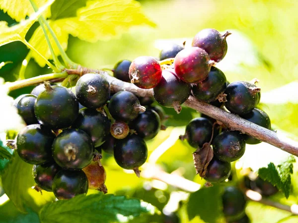 Fotografia Temat Piękne Krzewy Jagoda Czarna Porzeczka Naturalnym Liściem Pod — Zdjęcie stockowe