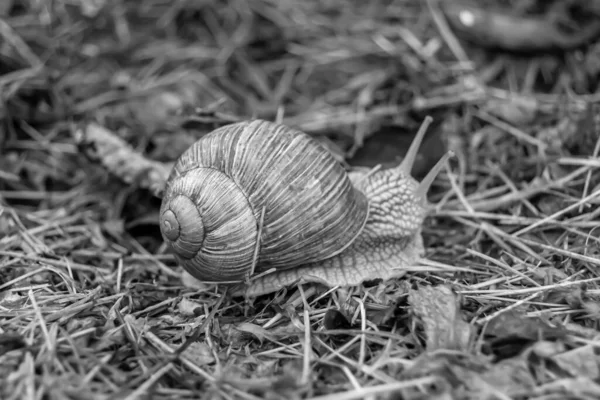 Big Garden Snail Shell Crawling Wet Road Hurry Home Snail — Stock Fotó