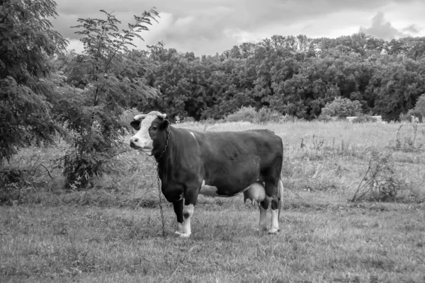 Photography Theme Beautiful Big Milk Cow Grazes Green Meadow Blue — Stock Photo, Image