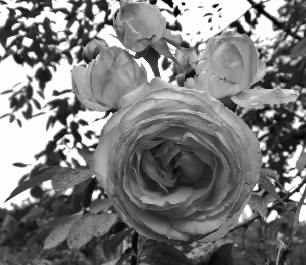 Nez Fleurs Sauvages Rose Épineuse Floraison Dans Jardin Avec Des — Photo