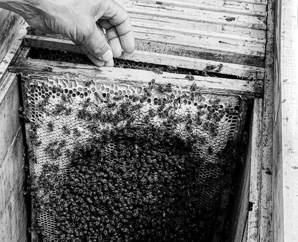 Okřídlená Včela Pomalu Létá Úlu Sbírat Nektar Soukromé Včelín Živých — Stock fotografie