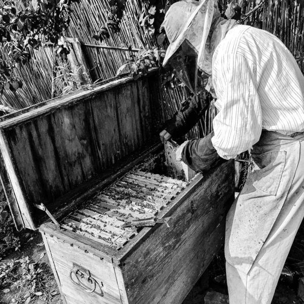 Abeja Alada Vuela Lentamente Apicultor Recoger Néctar Colmenar Privado Flores —  Fotos de Stock