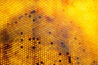 Altın nektarla dolu altıgen bal peteklerinden arı damlayan bal damlası, bal peteği yaz kompozisyonu doğal bal damlası, balmumu çerçeve arısına damlayan bal damlası, bal peteğine damlayan bal damlası