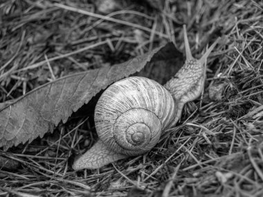 Islak yolda sürünen kabuklu büyük bahçe salyangozu çabuk eve gel, salyangoz Helix, vücudu korumak için sarmalanmış lezzetli yiyeceklerden oluşur, balçık kabuklu doğal hayvan salyangozu, besleyici krema yapar.