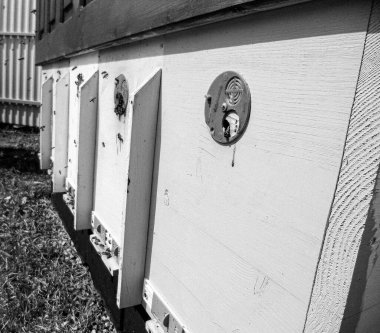 Kanatlı arı yavaşça uçar ve canlı çiçeklerden özel arı kovanına nektar toplar. Arı kovanından, arı kovanından, arı bacağındaki çiçek tozundan, arılara yakın planda arı kovanından oluşan arı kovanından.