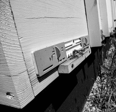 Kanatlı arı yavaşça uçar ve canlı çiçeklerden özel arı kovanına nektar toplar. Arı kovanından, arı kovanından, arı bacağındaki çiçek tozundan, arılara yakın planda arı kovanından oluşan arı kovanından.