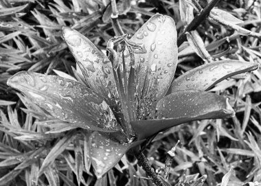 Nilüfer çiçekleri bahçede doğal yapraklarla çiçek açıyor, kır bahçesine çiçek açan kır çiçekleri, büyük sokak bahçesinde çiçek açan kır çiçekleri.