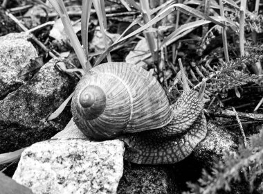 Islak yolda sürünen kabuklu büyük bahçe salyangozu çabuk eve gel, salyangoz Helix, vücudu korumak için sarmalanmış lezzetli yiyeceklerden oluşur, balçık kabuklu doğal hayvan salyangozu, besleyici krema yapar.