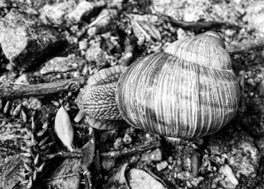 Islak yolda sürünen kabuklu büyük bahçe salyangozu çabuk eve gel, salyangoz Helix, vücudu korumak için sarmalanmış lezzetli yiyeceklerden oluşur, balçık kabuklu doğal hayvan salyangozu, besleyici krema yapar.