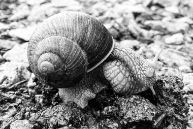 Islak yolda sürünen kabuklu büyük bahçe salyangozu çabuk eve gel, salyangoz Helix, vücudu korumak için sarmalanmış lezzetli yiyeceklerden oluşur, balçık kabuklu doğal hayvan salyangozu, besleyici krema yapar.