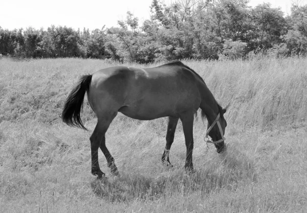 Beautiful Wild Brown Horse Stallion Summer Flower Meadow Equine Eating — Fotografia de Stock