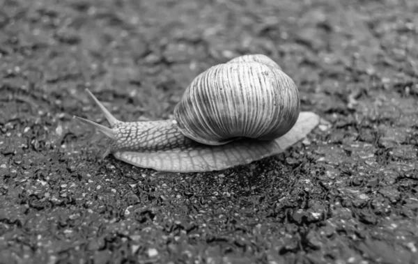 Big Garden Snail Shell Crawling Wet Road Hurry Home Snail — Fotografia de Stock