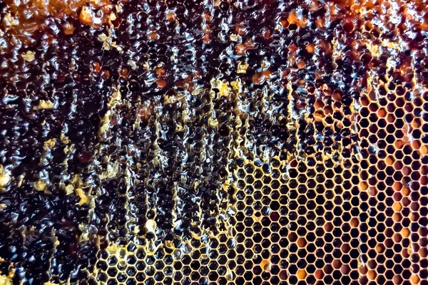 Drop of bee honey drip from hexagonal honeycombs filled with golden nectar, honeycombs summer composition consisting of drop natural honey, drip on wax frame bee, drop of bee honey drip in honeycombs