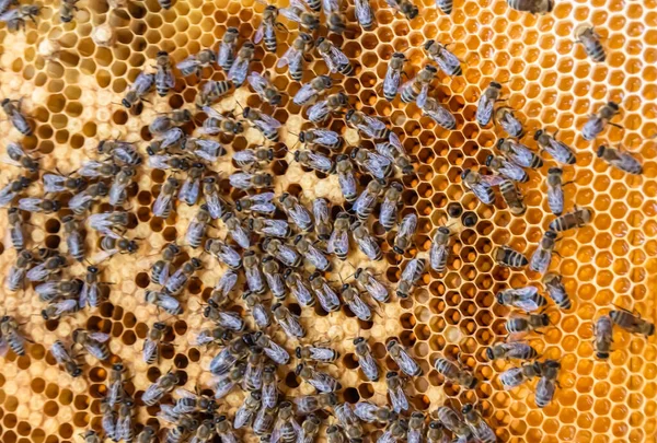 概要六角形の構造は ミツバチの巣からミツバチの巣まで黄金の蜂蜜で満たされたハニカム ミツバチの村からの蜂蜜の蜂蜜からなるハニカム夏の組成物 ミツバチの田舎から田舎までの蜂蜜の田舎です — ストック写真