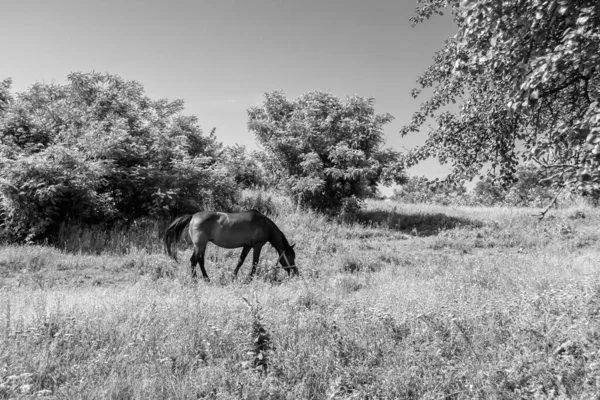 Mooie Wilde Bruine Paardenhengst Zomerbloemenweide Paardenetend Groen Gras Paardenhengst Met — Stockfoto