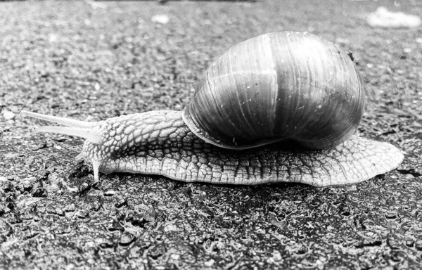 Islak yolda sürünen kabuklu büyük bahçe salyangozu çabuk eve gel, salyangoz Helix, vücudu korumak için sarmalanmış lezzetli yiyeceklerden oluşur, balçık kabuklu doğal hayvan salyangozu, besleyici krema yapar.