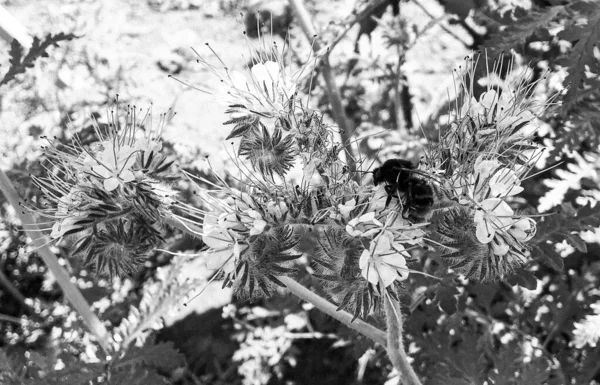 Winged bee slowly flies to the plant, collect nectar for honey on private apiary from flower, honey clip consisting for beautiful flowers, yellow pollen on bees legs, sweet nectar honeyed bee honey