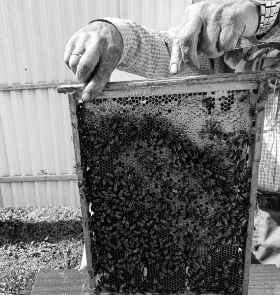 Skrzydlaty Pszczoła Powoli Lecę Pszczelarz Zbieram Nektar Prywatny Pasieka Żywy — Zdjęcie stockowe