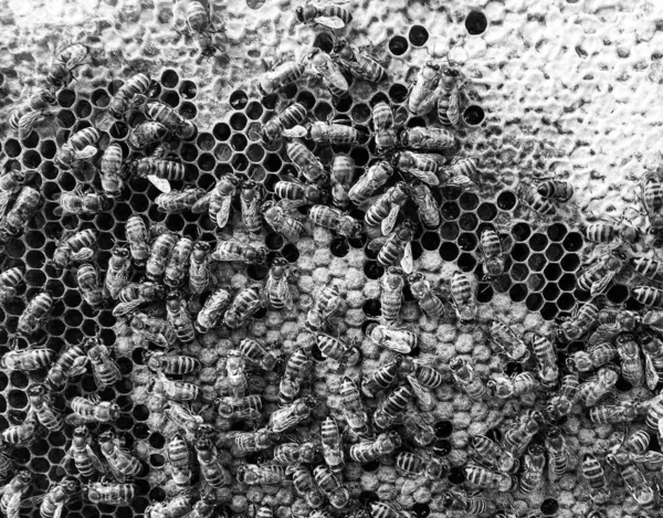 Абстрактна Шестикутна Структура Медовий Будиночок Бджолиного Вулика Наповнений Золотим Медом — стокове фото