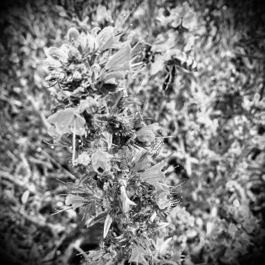 Kanatlı arı yavaşça bitkiye uçar, çiçekten özel arı kovanına bal için nektar toplar, güzel çiçeklerden oluşan bal tokası, arıların bacaklarında sarı polen, tatlı bal nektarı.