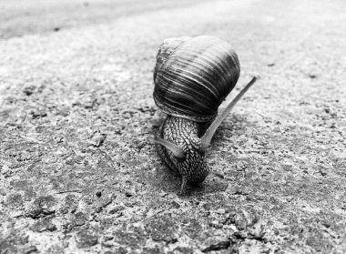 Islak yolda sürünen kabuklu büyük bahçe salyangozu çabuk eve gel, salyangoz Helix, vücudu korumak için sarmalanmış lezzetli yiyeceklerden oluşur, balçık kabuklu doğal hayvan salyangozu, besleyici krema yapar.