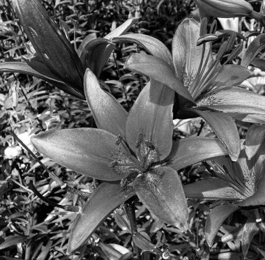 Nilüfer çiçekleri bahçede doğal yapraklarla çiçek açıyor, kır bahçesine çiçek açan kır çiçekleri, büyük sokak bahçesinde çiçek açan kır çiçekleri.