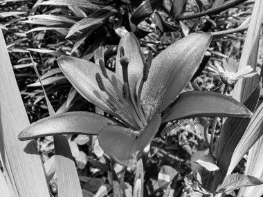 Nilüfer çiçekleri bahçede doğal yapraklarla çiçek açıyor, kır bahçesine çiçek açan kır çiçekleri, büyük sokak bahçesinde çiçek açan kır çiçekleri.