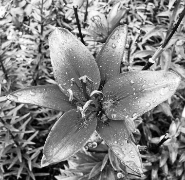 Nilüfer çiçekleri bahçede doğal yapraklarla çiçek açıyor, kır bahçesine çiçek açan kır çiçekleri, büyük sokak bahçesinde çiçek açan kır çiçekleri.