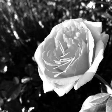 Çiçekler, dikenli güller bahçede doğal yapraklarla çiçek açıyor, dikenli kır çiçekleri, kır bahçesine çiçek açıyor, kır çiçekleri, dikenli çiçekler bahçede çiçek açıyor.