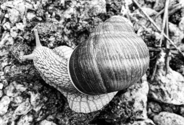 Islak yolda sürünen kabuklu büyük bahçe salyangozu çabuk eve gel, salyangoz Helix, vücudu korumak için sarmalanmış lezzetli yiyeceklerden oluşur, balçık kabuklu doğal hayvan salyangozu, besleyici krema yapar.