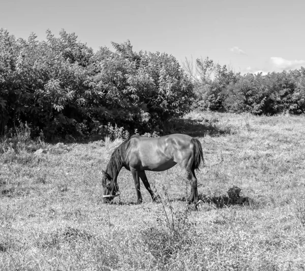 Hermoso Semental Caballo Marrón Salvaje Prado Flores Verano Equino Comiendo —  Fotos de Stock